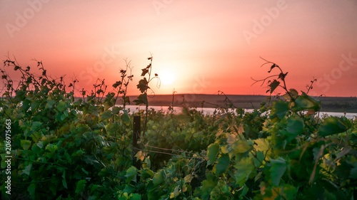 vineyards and a vine at sunset
