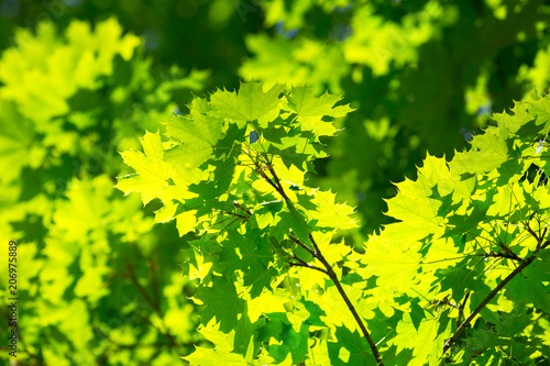 Green nature background with maple leaves