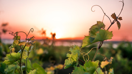Foto auf Acrylglas Weingarten Weinberge und eine Rebe bei Sonnenuntergang  © salahoff