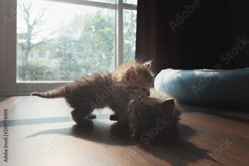 Cute persian kitten in home