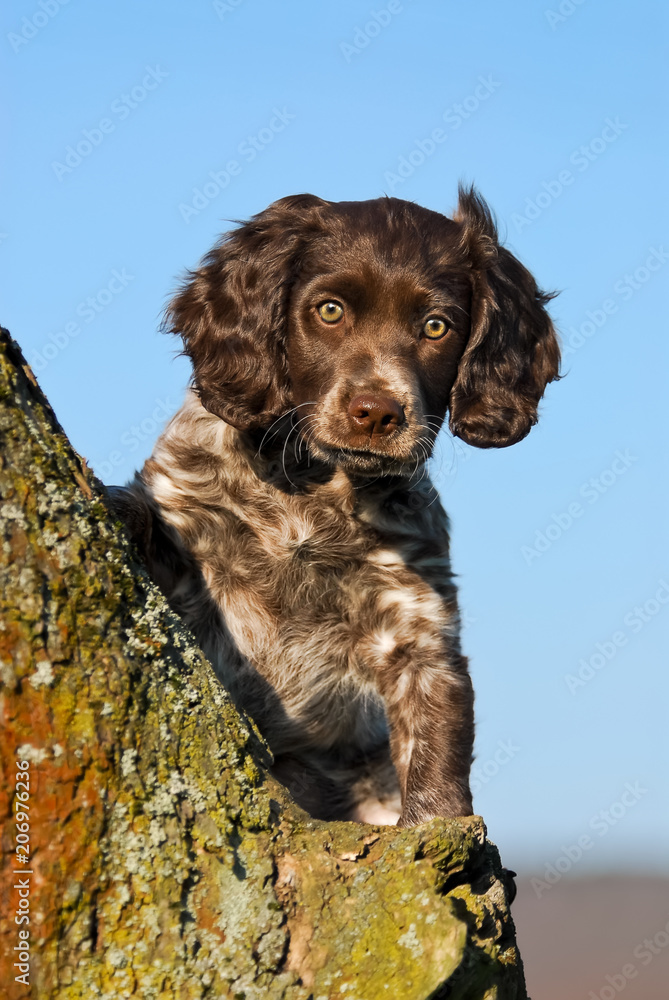 Brown roan German Spaniel puppy (Deutscher Wachtelhund) on a tree branch 