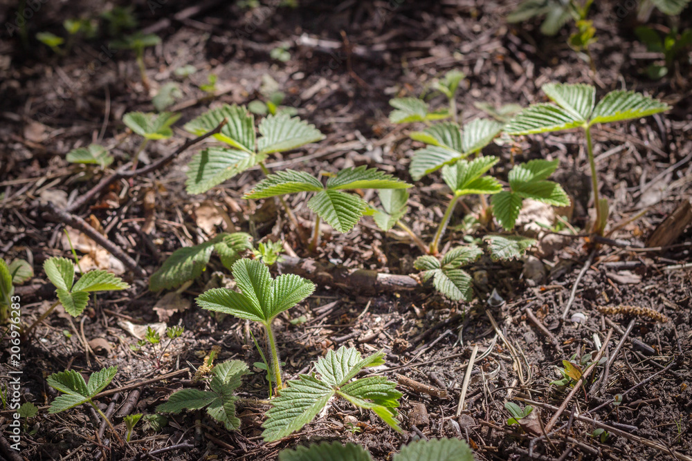 Strawberry plants in the forest Strawberry plants in the forest