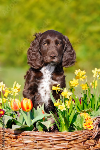 Brown roan German Spaniel puppy (Deutscher Wachtelhund) in a basket with flowers photo