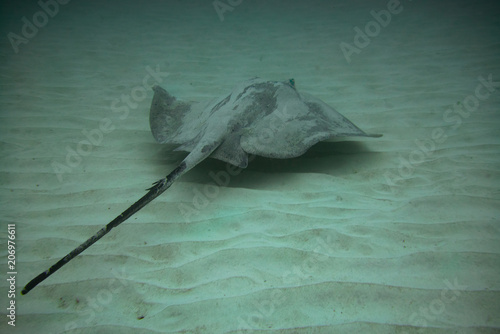 Round Stingray photo