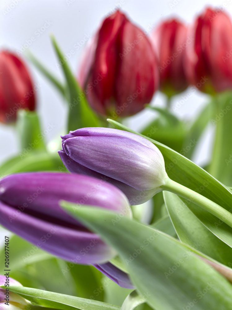 Tulpen, Rot, Lila, grün, schönheit Tulpen, Rot, Lila, grün, schönheit