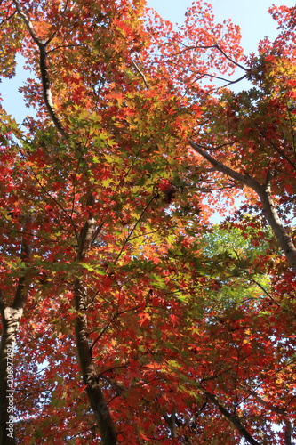 Wallpaper Mural 紅葉 Torontodigital.ca