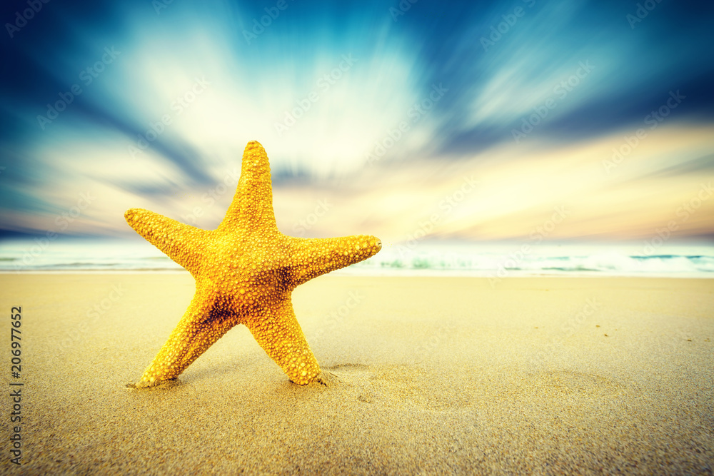 Starfish on the beach on a sunny day Starfish on the beach on a sunny day