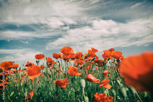 Fototapeta Naklejka Na Ścianę i Meble -  Poppy flowers retro vintage summer background