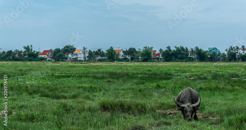 VIETNAM WASSERBÜFFEL