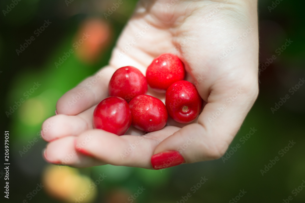 cherry in the palm of your hand female cherry in the palm of your hand female