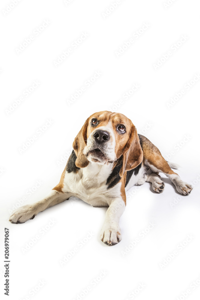 Beagle On White Background