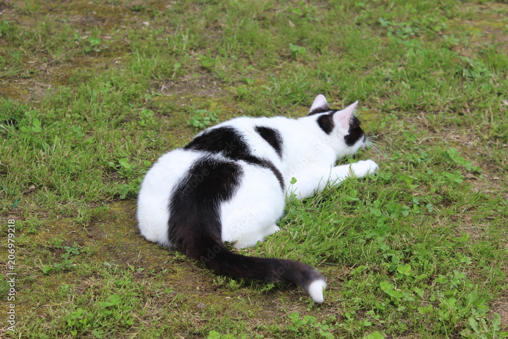 Gattina in giardino