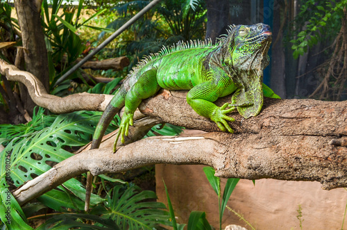 beautiful Iguana sits on tree