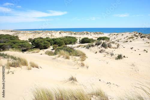 Scenic Coto de Donana National Park in the Province Huelva  Andalusia  Costa de la Luz  Spain