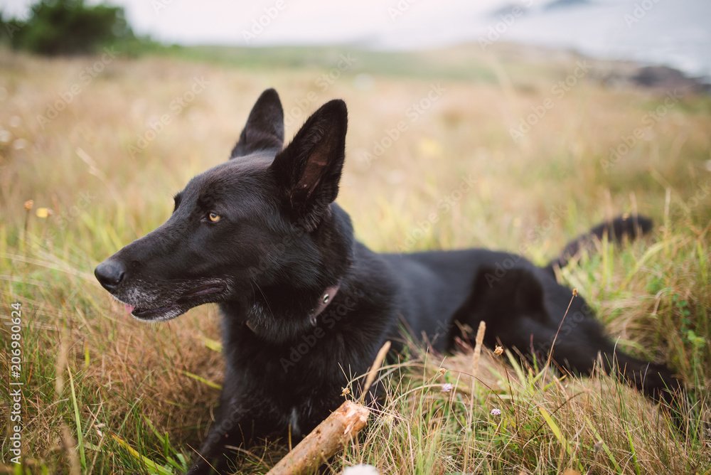 Belgian shepherd dog lying in the field