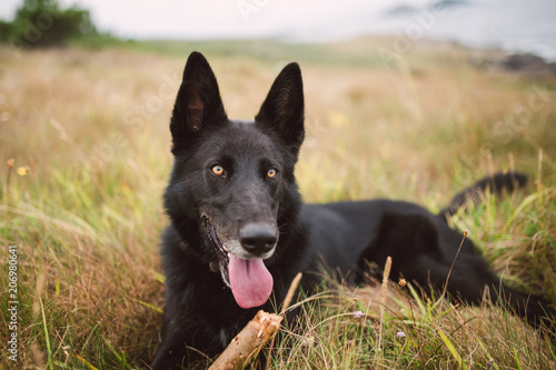 Foto Belgian shepherd dog lying in the field