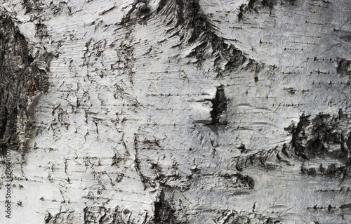 white birch bark close-up, texture, background photo