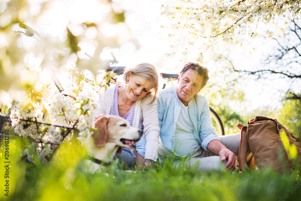 Beautiful senior couple with dog and bicycles outside in spring nature. Beautiful senior couple with dog and bicycles outside in spring nature.