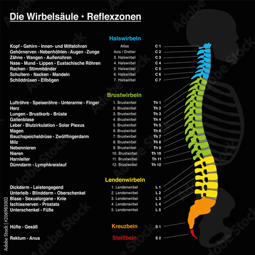 Spine reflexology with description of the corresponding internal organs and body parts, and with names and numbers of the vertebras of the backbone. GERMAN LANGUAGE.