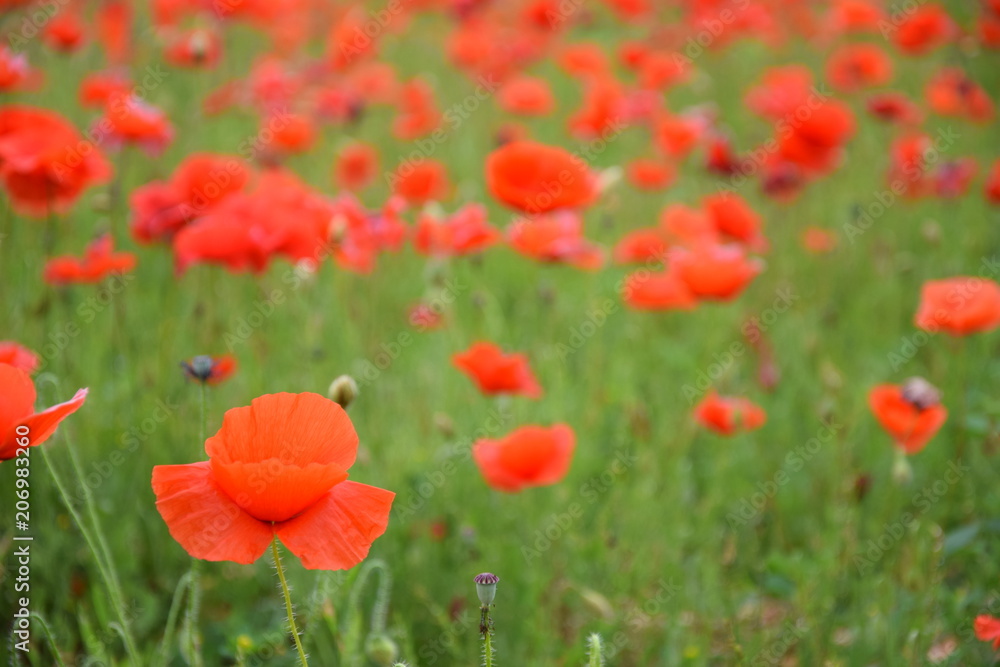 Fototapeta premium coquelicots, Carpentras