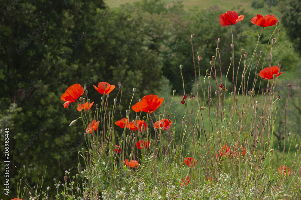 Fototapeta premium fiori