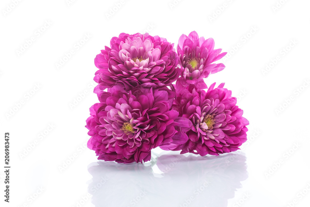 bouquet of beautiful chrysanthemums