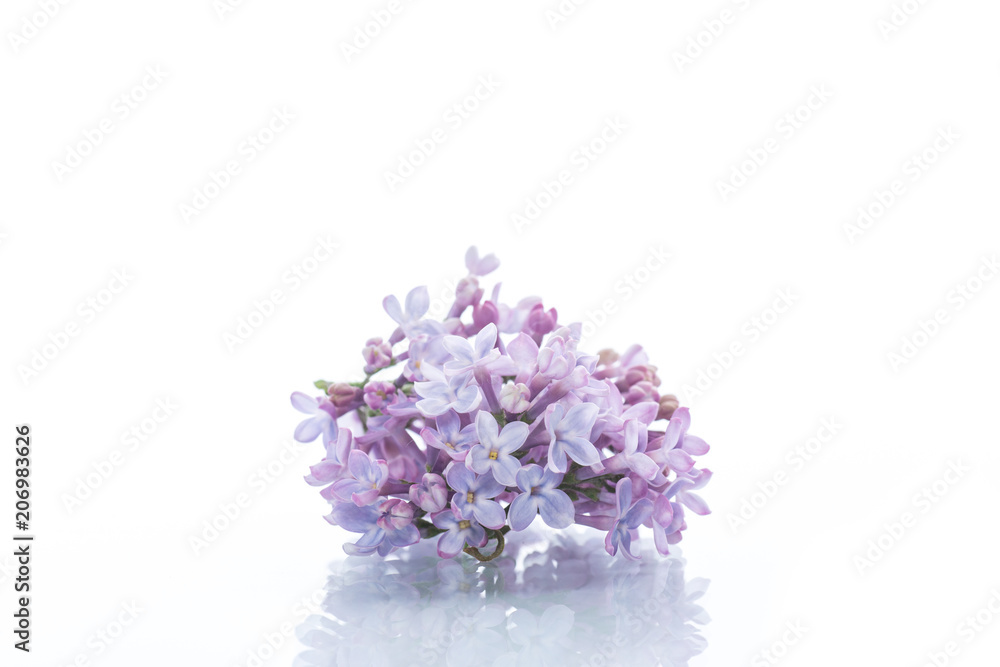 branch of blossoming spring lilac