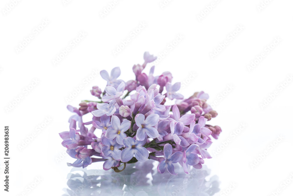 Obraz premium branch of blossoming spring lilac