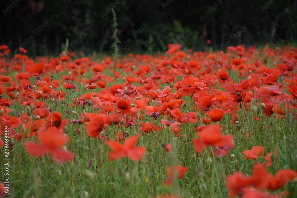 Obraz premium coquelicots, Carpentras