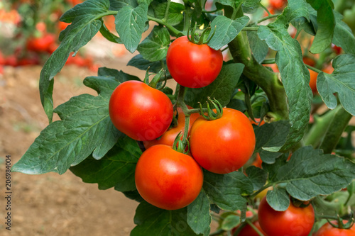 Red tomato growing in a plastic tunnel 