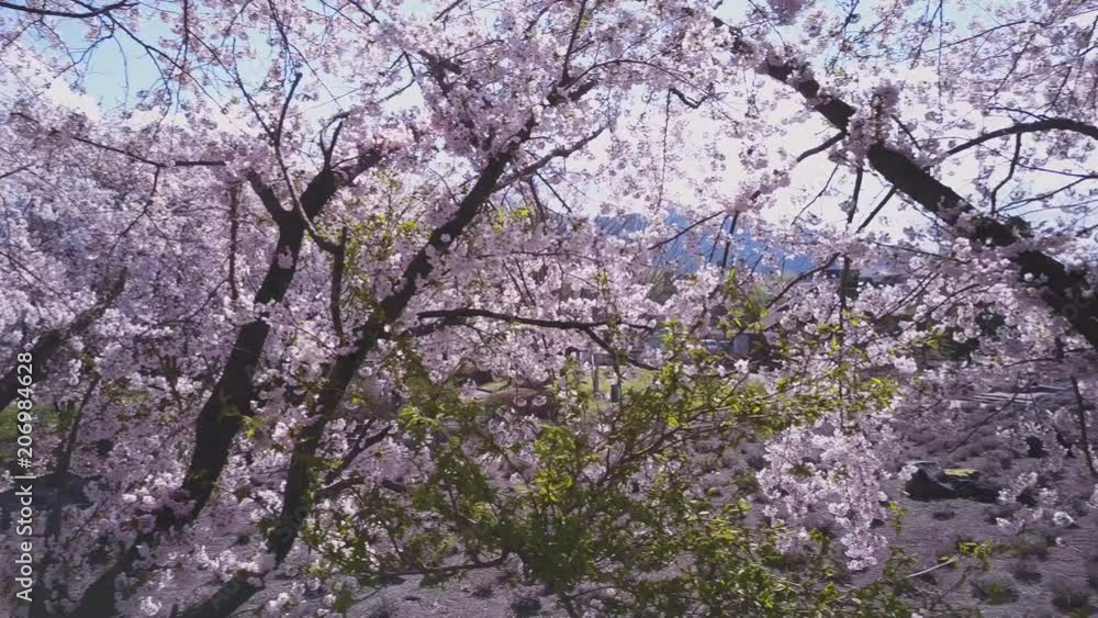 Sakura trees in full bloom at spring, kawaguchiko lakeside at Mt Fuji. Sakura trees in full bloom at spring, kawaguchiko lakeside at Mt Fuji.
