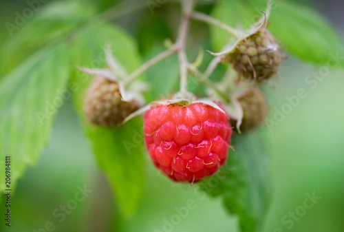 Close up of organic raspberries growing on branch