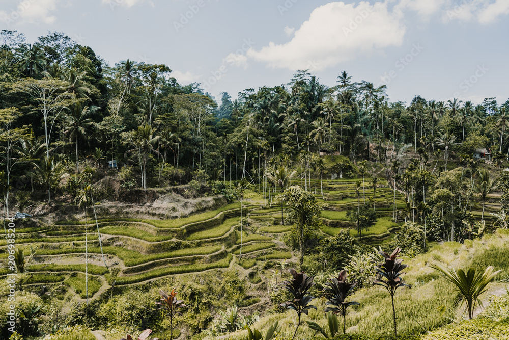 Lovely view of the rice terrace in Bali, Indonesia. Sunny, relaxed day in Tegalalang. Travel photograph. Lifestyle.