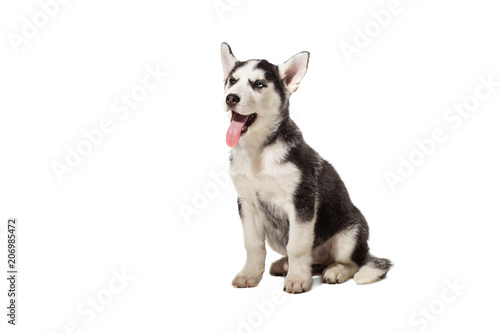 Puppy Siberian husky black and white with blue eyes on white background