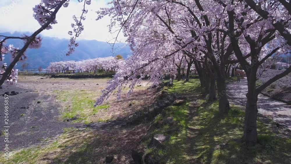Sakura cherry trees at fuji five lakes, kawaguchiko on beautiful day. Sakura cherry trees at fuji five lakes, kawaguchiko on beautiful day.