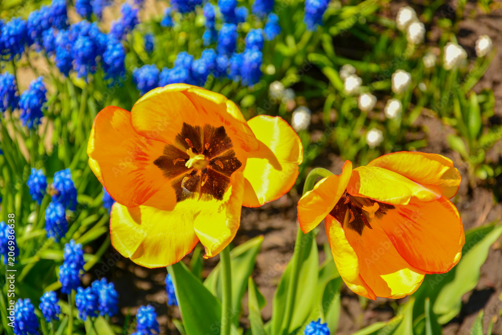 Obraz premium Yellow tulip close-up front view