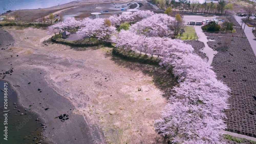 Aerial view of sakura trees in bloom, hanami at kawaguchiko in japan. Aerial view of sakura trees in bloom, hanami at kawaguchiko in japan.