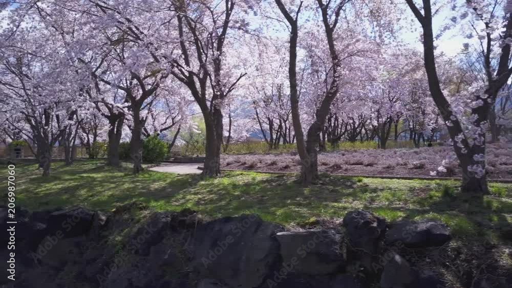 Beautiful sakura tree park at fuji kawaguchiko in spring, japan hanami Beautiful sakura tree park at fuji kawaguchiko in spring, japan hanami
