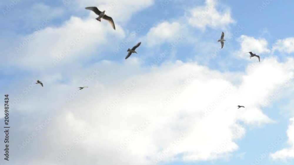 Seagulls flying with clouds, background Seagulls flying with clouds, background