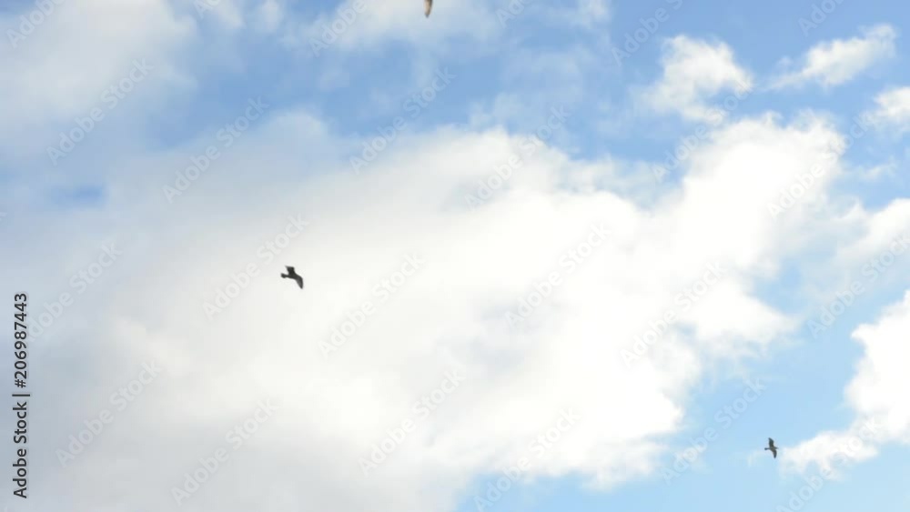 Seagulls flying with clouds, background Seagulls flying with clouds, background