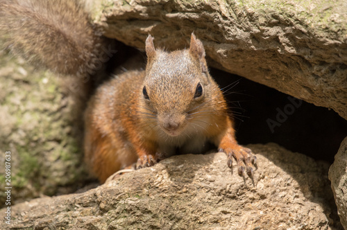 岩場から顔を出すニホンリス