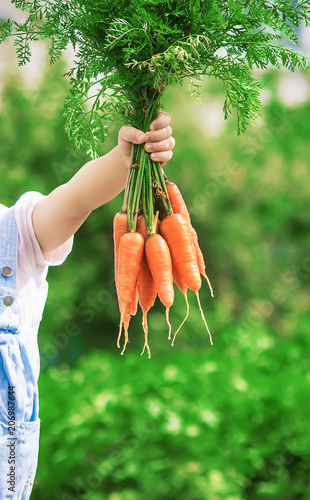 Child and  bio vegetables on the farm. Selective focus.  photo