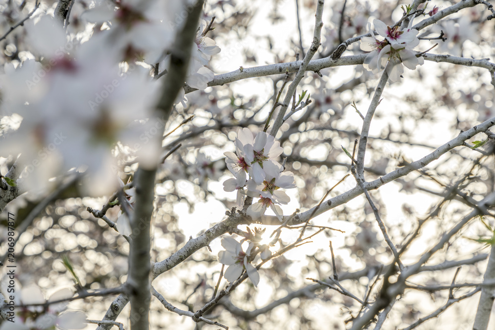 Focus on flower cluster of pale almond tree bloom on a tree branch with plenty of light behind Focus on flower cluster of pale almond tree bloom on a tree branch with plenty of light behind