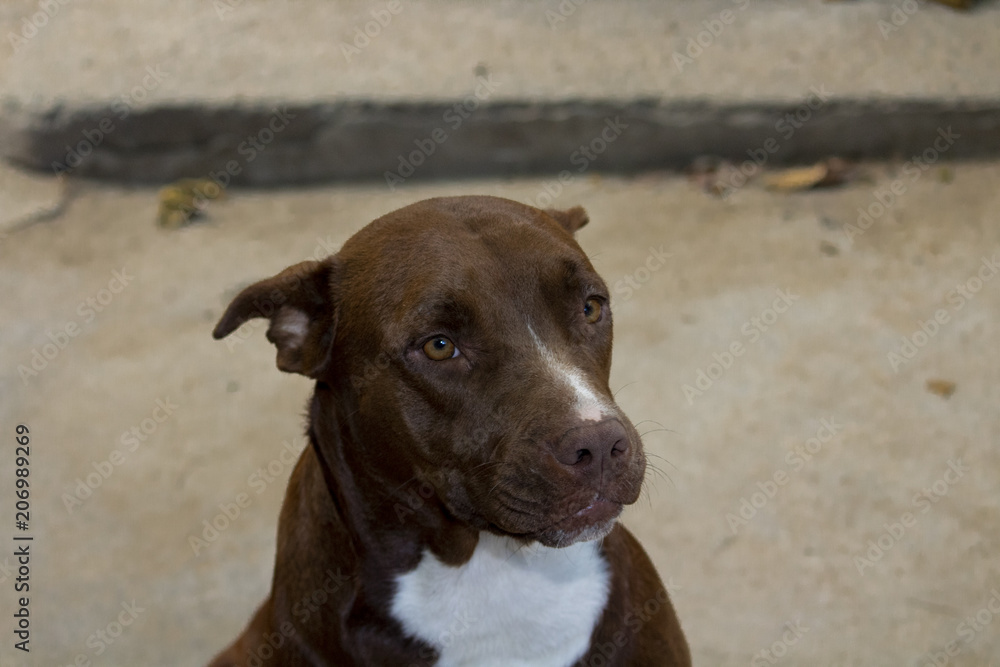 Cachorro - Pit Bull - Dog