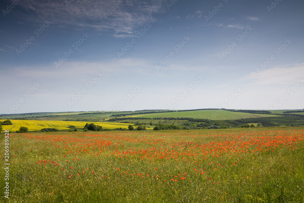 Wunderful poppy field in late may