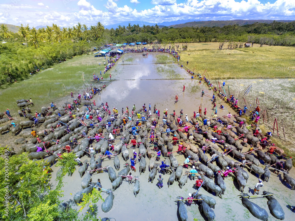 Barapan Kebo - traditional bull race in Sumbawa