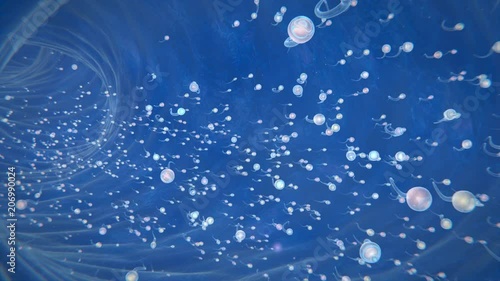 Fertilization Process Spermatozoon Fusion