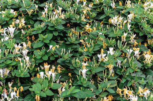 Background of wispy honeysuckle with thick green foliage and white and yellow flowers.