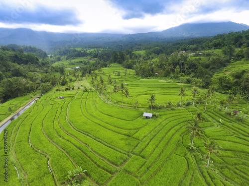 Paddy field terraces in Begudul Bali Indonesia