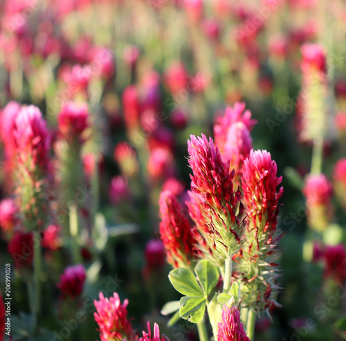 Field of flowering crimson clovers in spring landscape. Trifolium incarnatum. Beautiful red color. Idyllic view, hills, forest on the horizon. Blue sky, clouds. Full depth of field.